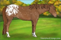 Horse Color:Chestnut Appaloosa 
