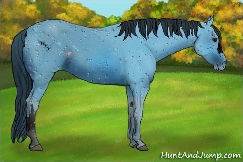 Horse Color:ERROR: UNKNOWN ANOMALY