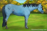 Horse Color:ERROR: UNKNOWN ANOMALY