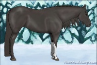 Horse Color:Smoky Black 