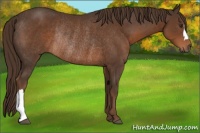 Horse Color:Liver Chestnut Rabicano 