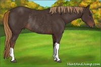 Horse Color:Liver Chestnut Rabicano 