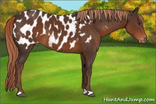 Horse Color:Liver Chestnut Appaloosa 