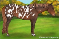 Horse Color:Liver Chestnut Appaloosa