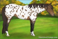 Horse Color:Buckskin Appaloosa