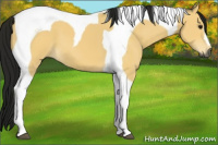 Horse Color:Gray Buckskin Tobiano 