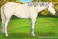 Horse Color:Perlino Tobiano 