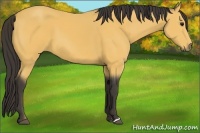 Horse Color:Buckskin 