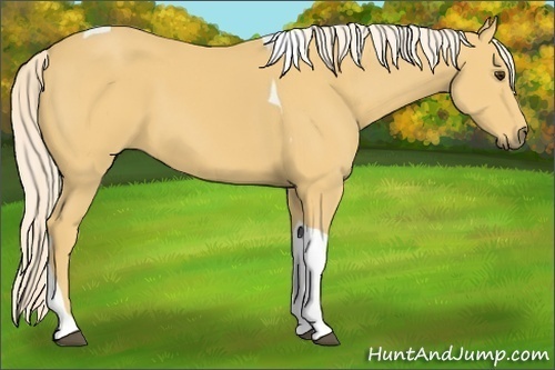 Horse Color:Palomino Tobiano 
