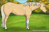 Horse Color:Palomino Tobiano 