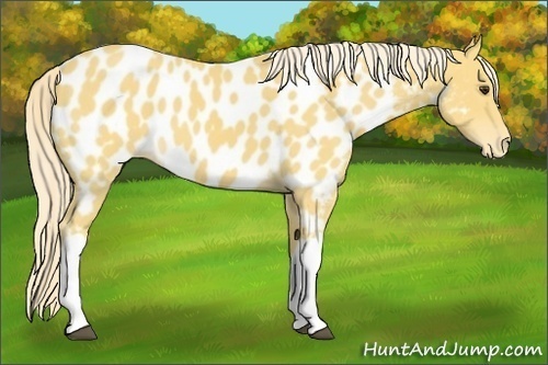 Horse Color:Palomino Appaloosa