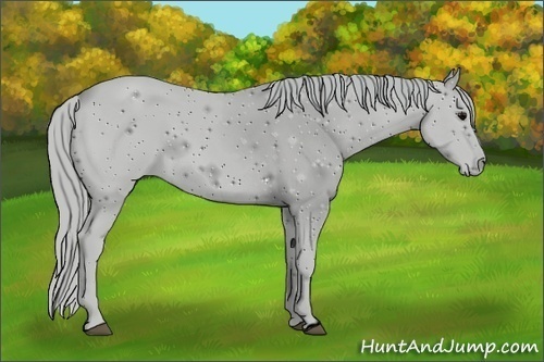 Horse Color:ERROR: UNKNOWN ANOMALY