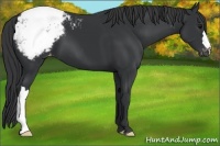 Horse Color:Black Appaloosa