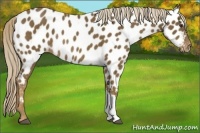 Horse Color:Chocolate Palomino Appaloosa Rabicano