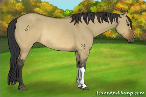 Horse Color:Brown Dun Rabicano 