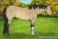Horse Color:Brown Dun Rabicano 