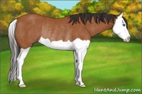 Horse Color:Bay Splash Rabicano