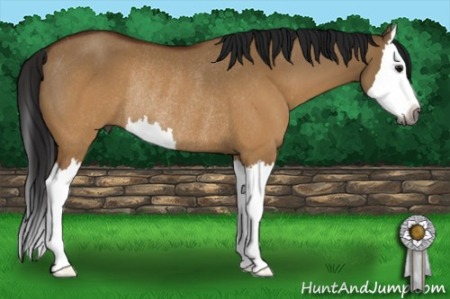 Horse Color:Gray Brown Dun Sabino Splash Rabicano