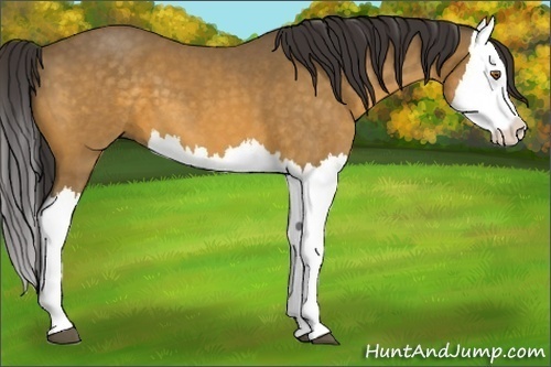 Horse Color:Buckskin Roan Splash