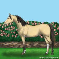 Horse Color:Buckskin Dun 
