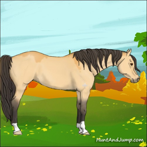 Horse Color:Buckskin Dun 