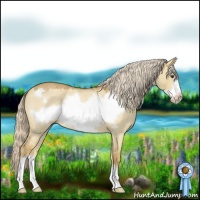 Horse Color:Palomino Roan Dun Frame 