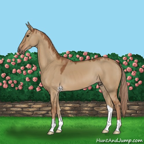 Horse Color:Red Dun 