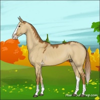 Horse Color:Red Dun Splash 