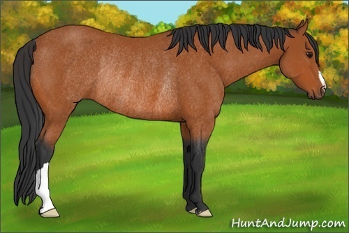 Horse Color:Bay Rabicano 