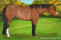Horse Color:Bay Rabicano 
