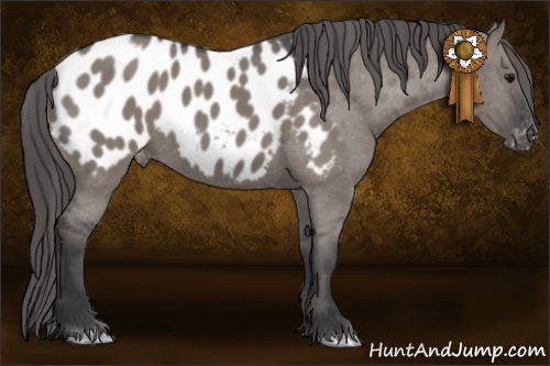 Horse Color:Grullo Appaloosa 