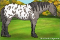 Horse Color:Grullo Appaloosa 