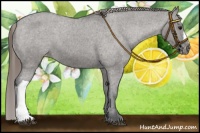 Horse Color:Grullo Appaloosa 