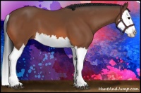 Horse Color:Bay Splash 