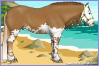 Horse Color:Chestnut Splash 