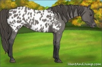 Horse Color:Grullo Roan Appaloosa