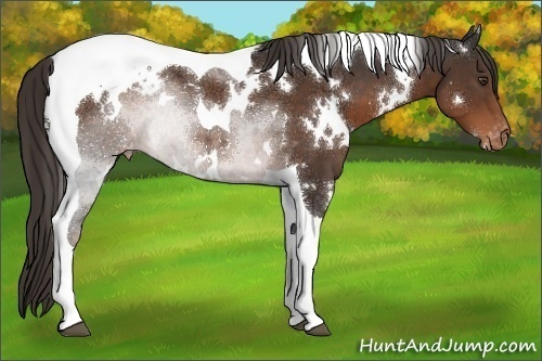 Horse Color:White Spotted Liver Chestnut Tobiano Appaloosa