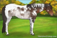 Horse Color:White Spotted Liver Chestnut Tobiano Appaloosa