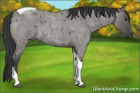 Horse Color:Grullo Roan Tobiano