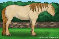 Horse Color:Red Dun Roan