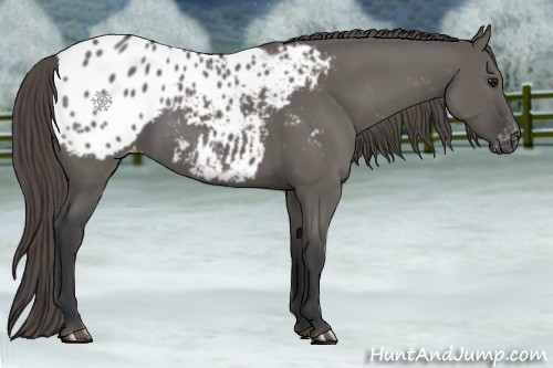 Horse Color:Grullo Appaloosa 