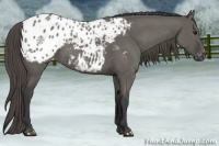 Horse Color:Grullo Appaloosa