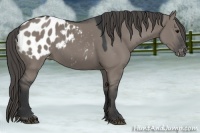 Horse Color:Grullo Appaloosa