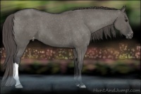 Horse Color:Grullo Varnish