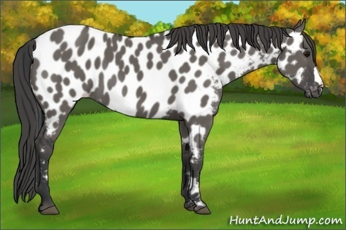 Horse Color:Grullo Appaloosa 