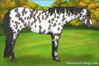 Horse Color:Grullo Appaloosa 