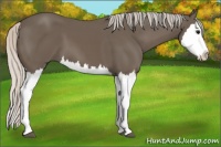 Horse Color:Silver Black Splash