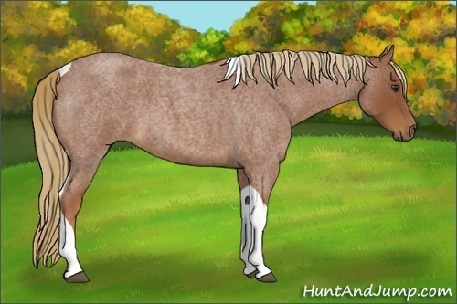 Horse Color:Red Roan Tobiano