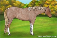 Horse Color:Red Roan Tobiano 