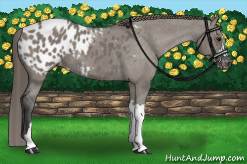 Horse Color:Grullo Appaloosa 